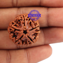 Load image into Gallery viewer, 5 Mukhi Rudraksha from Nepal - Bead No. 96