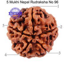 Load image into Gallery viewer, 5 Mukhi Rudraksha from Nepal - Bead No. 96