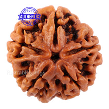Load image into Gallery viewer, 5 Mukhi Rudraksha from Nepal - Bead No. 99
