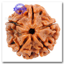 Load image into Gallery viewer, 5 Mukhi Rudraksha from Nepal - Bead No. 71