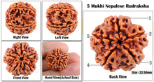 Load image into Gallery viewer, 5 Mukhi Rudraksha from Nepal - Bead No. 97
