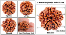 Load image into Gallery viewer, 5 Mukhi Rudraksha from Nepal - Bead No. 97