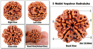 5 Mukhi Rudraksha from Nepal - Bead No. 97