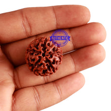 Load image into Gallery viewer, 5 Mukhi Hybrid Rudraksha - Bead No. 1