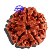 Load image into Gallery viewer, 5 Mukhi Rudraksha from Nepal - Bead No. 199
