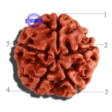 Load image into Gallery viewer, 5 Mukhi Rudraksha from Nepal - Bead No. 199