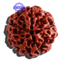 Load image into Gallery viewer, 5 Mukhi Hybrid Rudraksha - Bead No. 2