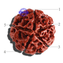 Load image into Gallery viewer, 5 Mukhi Hybrid Rudraksha - Bead No. 2