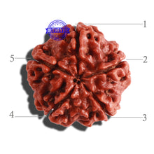 Load image into Gallery viewer, 5 Mukhi Rudraksha from Nepal - Bead No. 228
