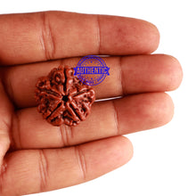 Load image into Gallery viewer, 5 Mukhi Rudraksha from Nepal - Bead No. 229