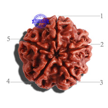 Load image into Gallery viewer, 5 Mukhi Rudraksha from Nepal - Bead No. 229