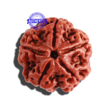 Load image into Gallery viewer, 5 Mukhi Rudraksha from Nepal - Bead No. 233