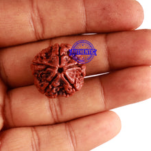 Load image into Gallery viewer, 5 Mukhi Rudraksha from Nepal - Bead No. 234