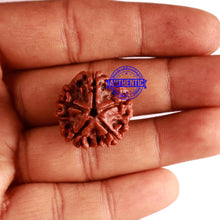 Load image into Gallery viewer, 5 Mukhi Rudraksha from Nepal - Bead No. 235