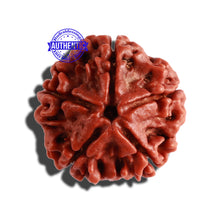 Load image into Gallery viewer, 5 Mukhi Rudraksha from Nepal - Bead No. 235