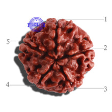 Load image into Gallery viewer, 5 Mukhi Rudraksha from Nepal - Bead No. 236