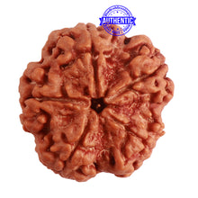 Load image into Gallery viewer, 5 Mukhi Rudraksha from Nepal - Bead No. 275