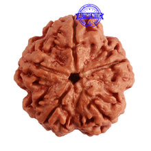 Load image into Gallery viewer, 5 Mukhi Rudraksha from Nepal - Bead No. 276