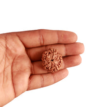 Load image into Gallery viewer, 5 Mukhi Rudraksha from Nepal - Bead No. 277