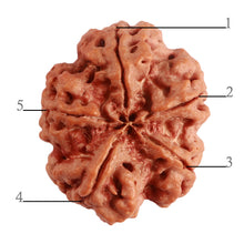 Load image into Gallery viewer, 5 Mukhi Rudraksha from Nepal - Bead No. 277