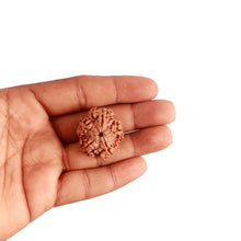 Load image into Gallery viewer, 5 Mukhi Rudraksha from Nepal - Bead No. 279