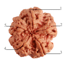 Load image into Gallery viewer, 5 Mukhi Rudraksha from Nepal - Bead No. 280