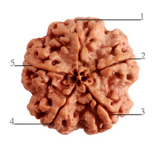 Load image into Gallery viewer, 5 Mukhi Rudraksha from Nepal - Bead No. 281