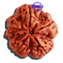 Load image into Gallery viewer, 5 Mukhi Rudraksha from Nepal - Bead No. 292