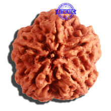 Load image into Gallery viewer, 5 Mukhi Rudraksha from Nepal - Bead No. 293