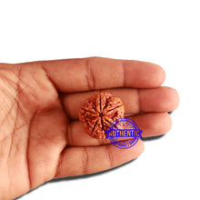Load image into Gallery viewer, 5 Mukhi Rudraksha from Nepal - Bead No. 295