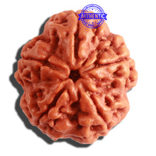 Load image into Gallery viewer, 5 Mukhi Rudraksha from Nepal - Bead No. 296