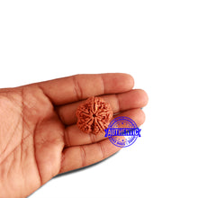 Load image into Gallery viewer, 5 Mukhi Rudraksha from Nepal - Bead No. 297