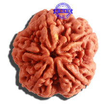 Load image into Gallery viewer, 5 Mukhi Rudraksha from Nepal - Bead No. 297