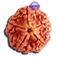 Load image into Gallery viewer, 5 Mukhi Rudraksha from Nepal - Bead No. 298