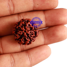 Load image into Gallery viewer, 5 Mukhi Hybrid Rudraksha - Bead No. 3