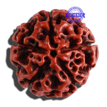 Load image into Gallery viewer, 5 Mukhi Hybrid Rudraksha - Bead No. 3