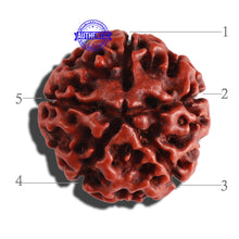 Load image into Gallery viewer, 5 Mukhi Hybrid Rudraksha - Bead No. 3