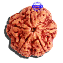 Load image into Gallery viewer, 5 Mukhi Rudraksha from Nepal - Bead No. 301
