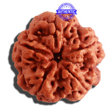 Load image into Gallery viewer, 5 Mukhi Rudraksha from Nepal - Bead No. 303