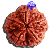 Load image into Gallery viewer, 5 Mukhi Rudraksha from Nepal - Bead No. 306