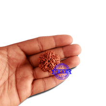 Load image into Gallery viewer, 5 Mukhi Rudraksha from Nepal - Bead No. 307