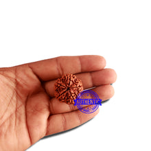 Load image into Gallery viewer, 5 Mukhi Rudraksha from Nepal - Bead No. 308