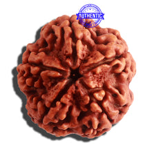 Load image into Gallery viewer, 5 Mukhi Rudraksha from Nepal - Bead No. 308