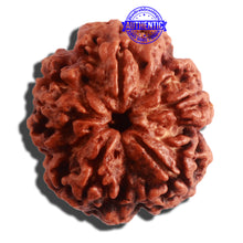 Load image into Gallery viewer, 5 Mukhi Rudraksha from Nepal - Bead No. 309