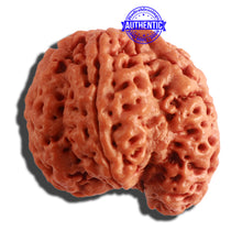 Load image into Gallery viewer, 5 Mukhi Rudraksha Ganesh from Nepal - Bead No. 311