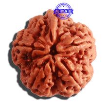 Load image into Gallery viewer, 5 Mukhi Rudraksha Ganesh from Nepal - Bead No. 311