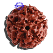 Load image into Gallery viewer, 5 Mukhi Hybrid Rudraksha - Bead No. 4