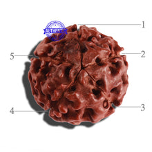 Load image into Gallery viewer, 5 Mukhi Hybrid Rudraksha - Bead No. 4