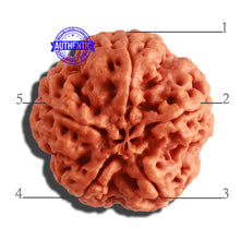 Load image into Gallery viewer, 5 Mukhi Rudraksha from Nepal - Bead No. 289