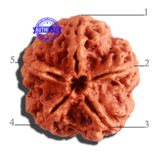 Load image into Gallery viewer, 5 Mukhi Rudraksha from Nepal - Bead No. 293